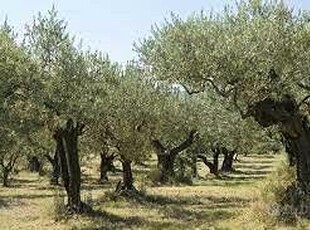 Terreno agricolo con olivi, pozzo e rimessa