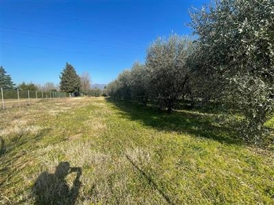 Terreno agricolo in buono stato di 5013 mq. a Lammari