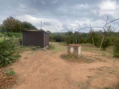 Terreno agricolo in vendita a Villa San Giovanni in Tuscia