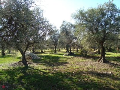 Terreno agricolo in Vendita in Sp 99 Noicattaro-Cellamare a Noicattaro