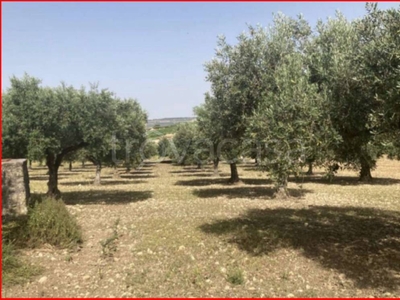 Terreno Agricolo in vendita a Sambuca di Sicilia contrada Sgarretta