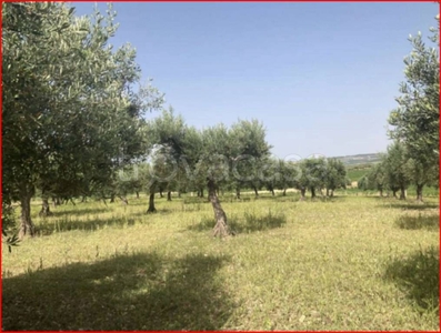 Terreno Agricolo in vendita a Sambuca di Sicilia contrada Sgarretta