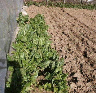 Terreno Agricolo in vendita a Colle di Val d'Elsa