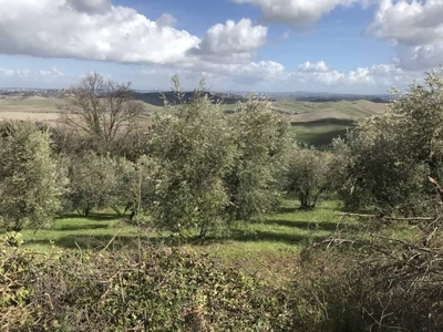 Terreno Agricolo in vendita, Chianni rivalto