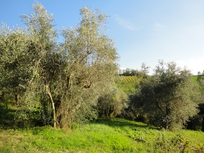 Terreno in vendita a Serra de' Conti