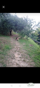 TERRENO AGRICOLO CASTELNUOVO PAESE