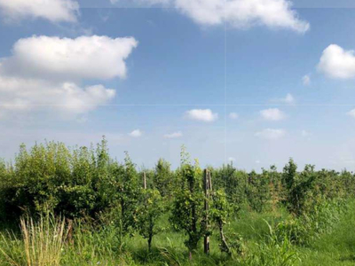 terreno agricolo in vendita a Legnago