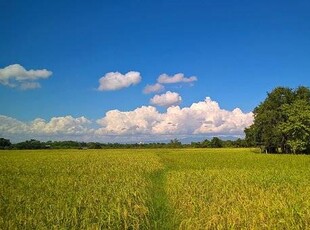 Azienda Agricola in vendita a Roasio