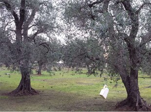 Terreno Agricolo in vendita a San Donaci