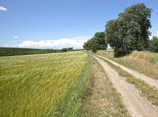 Terreno agricolo in vendita a Viterbo - Zona: Tuscanese - Terme