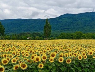 In Vendita: Magnifico Agriturismo con Piscina e Giardino Paesaggistico nelle Colline di Peccioli, Toscana