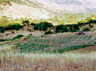 Terreno agricolo 15000mq