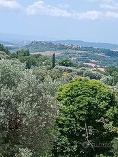 Terreno con olivi in Toscana