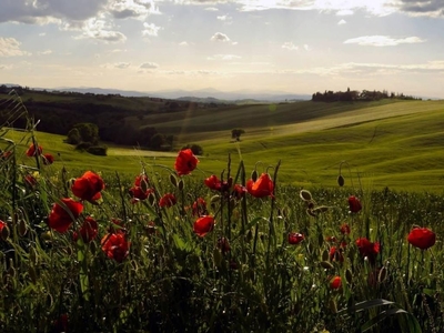 Prestigiosa villa in vendita montepulciano, Montepulciano, Siena, Toscana