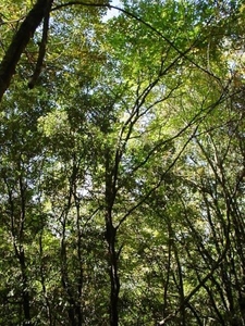 Terreno Agricolo in vendita, Piombino riotorto