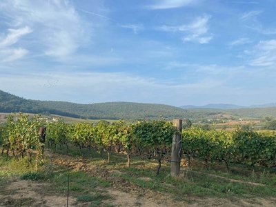 Rustico casale in vendita a Magliano In Toscana Grosseto