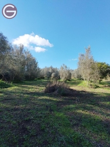 Terreno agricolo Contrada Contura CENTRALE 0mq