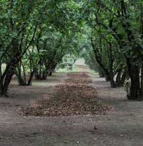 Terreno in vendita a Gallese