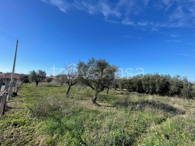 Terreno Agricolo in vendita a Castel Gandolfo via dell'Oliveto