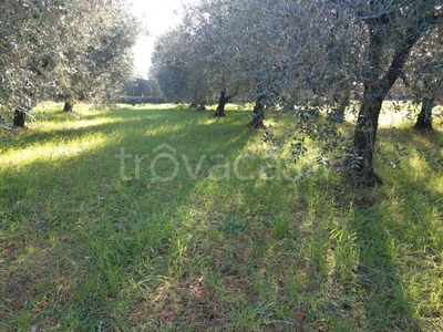 Terreno Agricolo in vendita a Castel Madama via Pietro Romano