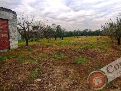 Terreno Agricolo in vendita a Corato