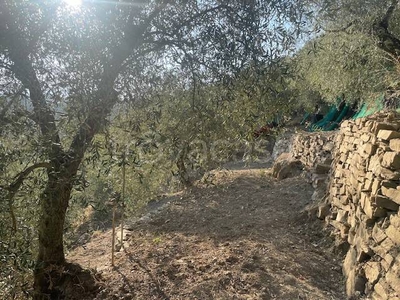 Terreno Agricolo in vendita a Dolceacqua addolorata