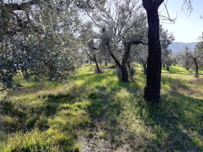 Terreno Agricolo in vendita a Fara in Sabina via Cianfronara