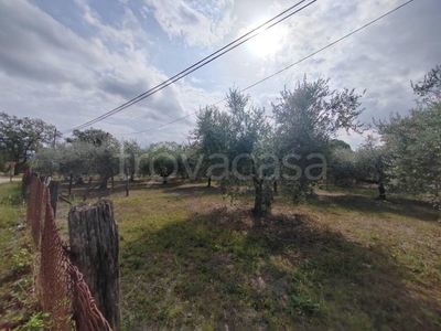 Terreno Agricolo in vendita a Maenza strada Provinciale Madonna dei Martiri