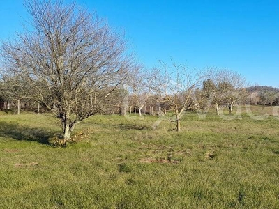 Terreno Agricolo in vendita a Manziana via ponte mariano, 00