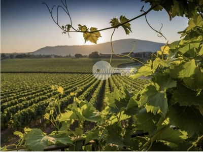 Terreno Agricolo in vendita a Pozzolengo via Abazia San Vigilio, 13