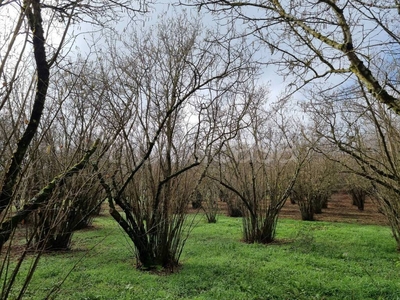 Terreno Agricolo in vendita a Ronciglione località Chianello