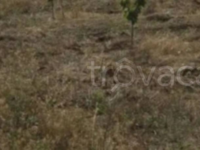 Terreno Agricolo in vendita a Rutigliano contrada Guardiola