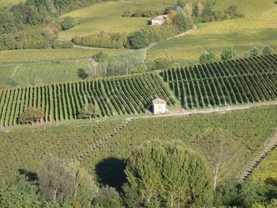 Terreno Agricolo in vendita a San Marzano Oliveto