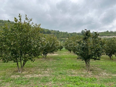 Terreno Agricolo in vendita a Terzo terzo