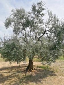 Terreno Agricolo in vendita a Toritto strada Vecchia Comunale di Altamura