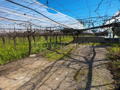 Terreno Agricolo in vendita a Trani strada vicinale Moschetto, 21