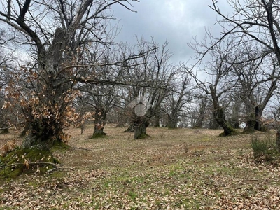 Terreno Agricolo in vendita a Vallerano localita' cavorce