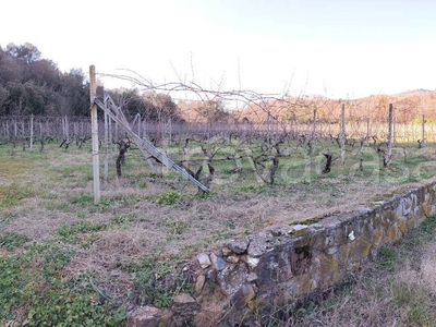 Terreno Agricolo in vendita ad Albenga regione Marixe, 11