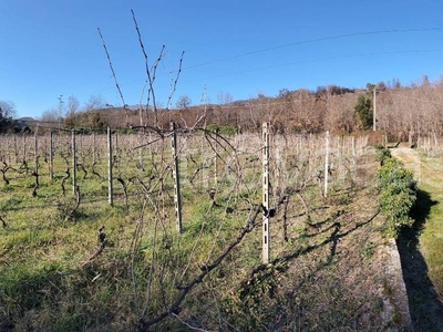 Terreno Agricolo in vendita ad Albenga regione Marixe