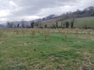 Terreno Agricolo in vendita ad Ancona frazione Gallignano
