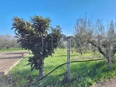 Terreno Agricolo in vendita ad Aprilia via Giambattista Morgagni