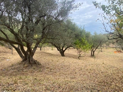 Terreno Agricolo in vendita a Carini