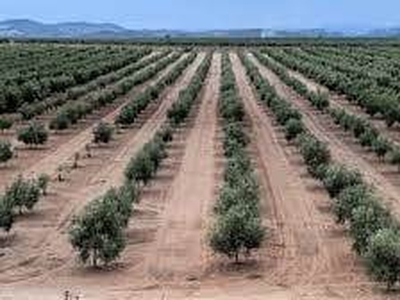 Terreno Agricolo in vendita a Castelvetrano