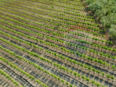 Terreno Agricolo in vendita a Empoli - Zona: Monterappoli