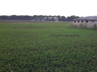 Terreno agricolo in Vendita a Castiglione del Lago C.Del Lago,