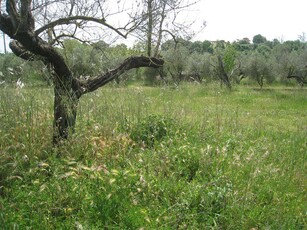 Terreno Agricolo in vendita a Montefiascone - Zona: Zepponami