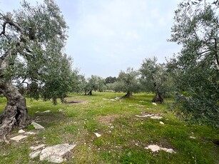 Terreno Agricolo a Ruvo di Puglia