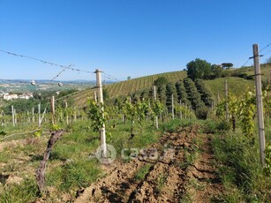 Terreno agricolo in Affitto in Via ravara a Serra de' Conti