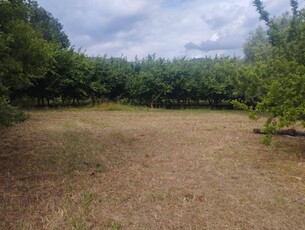 Terreno agricolo in vendita a Calvi Risorta