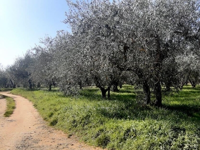 Terreno Agricolo in vendita, Colle di Val d'Elsa campiglia